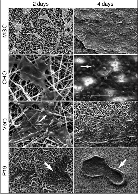 Figure 3 from The Thickness of Electrospun Poly ε Caprolactone