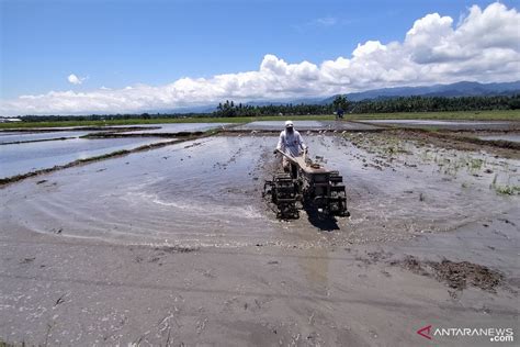 Dinas Pertanian Imbau Petani Membuka Lahan Tanpa Membakar ANTARA News