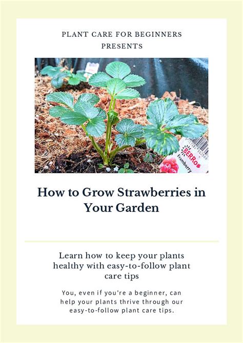 Shop for your How to Grow Strawberries in Your Garden