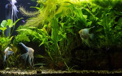 High Ph In Fish Tank Symptoms Causes And Prevention Aquariumnexus