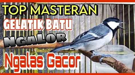 Masteran Gelatik Batu Gacor Wucit Panjang Youtube