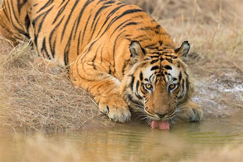 Drinking Bengal Tiger Francis J Taylor Photography