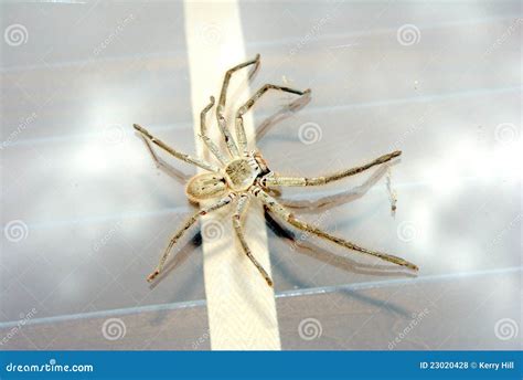 Big huntsman spider stock photo. Image of detail, outdoors - 23020428