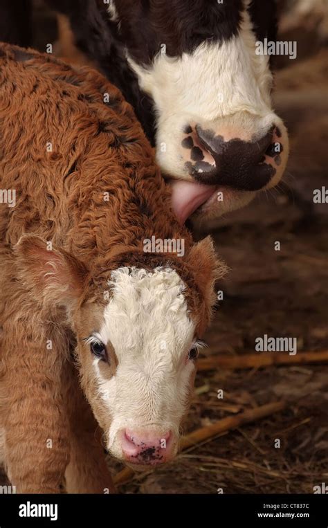 Mother Cow Licking Small Baby Calf Stock Photo Alamy