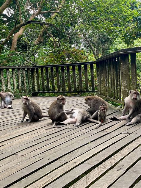 Sacred Monkey Forest In Ubud Bali Indonesia YouTube Vlog 2022