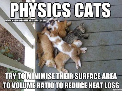 Cat Science Memes | Science Amino