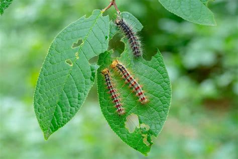 How To Get Rid Of Caterpillars Without Killing Them