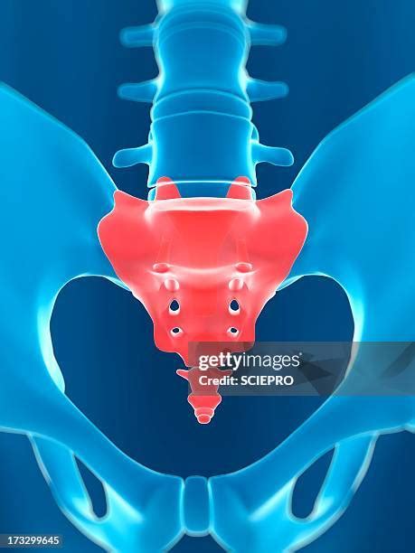 302 Sacrum Anterior View Stock Photos High Res Pictures And Images