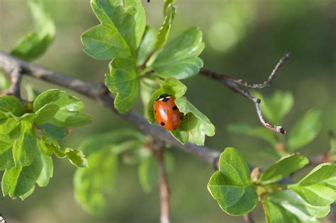 Coccinelle Scarab E Insecte Photo Gratuite Sur Pixabay Pixabay