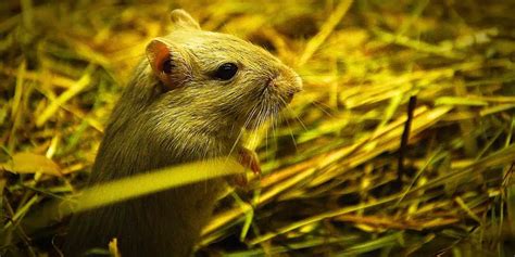 Gerbil Housing and Habitat: providing a safe and comfortable home for ...