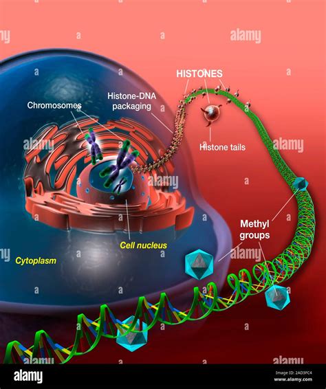 El ADN celular y Epigenética Ilustración de los envases de ácido