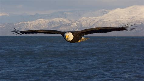 Great North American Bald Eagle HD desktop wallpaper : Widescreen ...