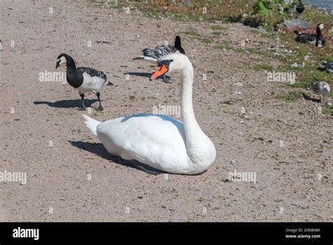 White swan sitting on lakeshore Stock Photo - Alamy