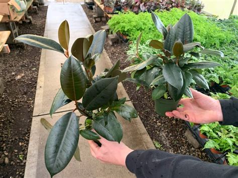 Ficus Burgundy Tri State Foliage Prebook Shop