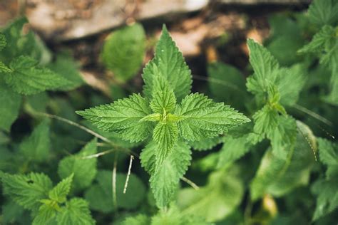 How To Grow Stinging Nettle