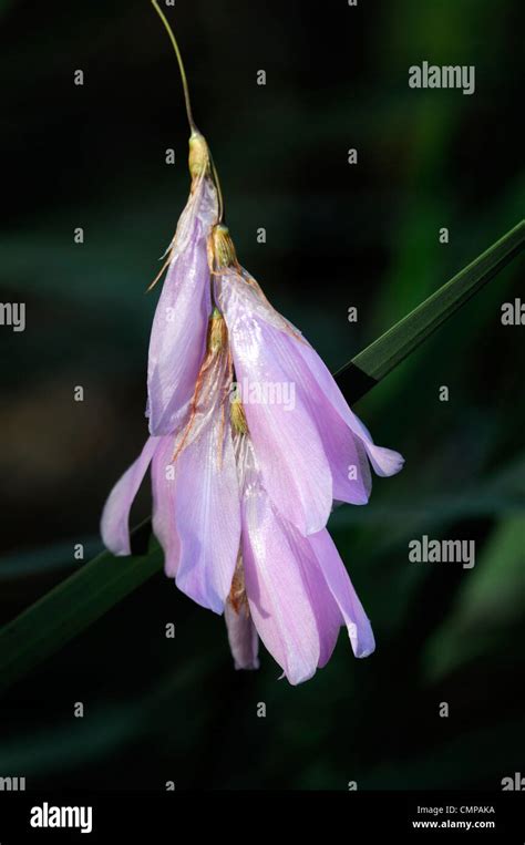 Dierama Pulcherrimum Closeup Pale Pink Petals Flowers Summer Perennials