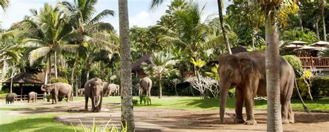 Elephant Safari Ride Bali - Bali Made Tour