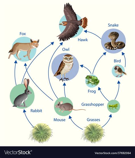 Education poster biology for food chains Vector Image