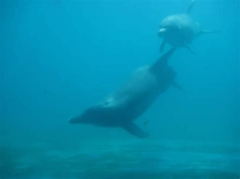 Dolphins vs Porpoises - What are the differences?