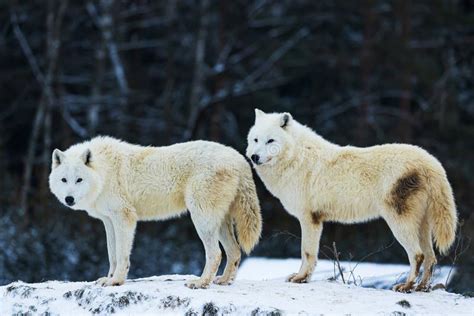 Arctic Wolf Canis Lupus Arctos Pack In The Snow Stock Photo Image