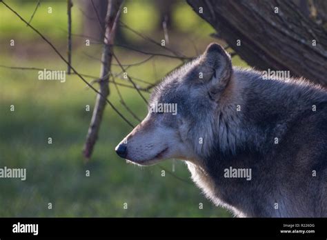 Wolf Canis Lupus Also Known As The Gray Wolf Timber Wolf Western