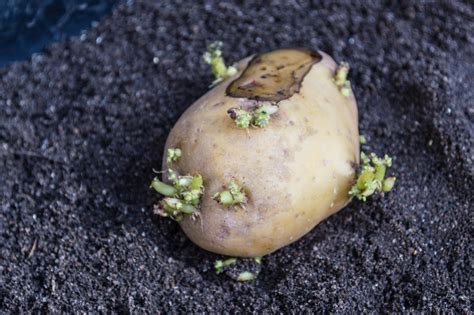 Como Plantar Batata Em Casa Plantio Cultivo E Colheita