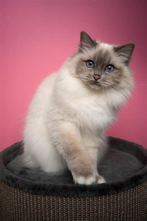 Fluffy Blue Eyed Point Birman Cat Sitting On Pet Bed On Pink Background