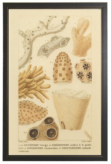 Sea Creature Print - Online Only – The Spotted Whale