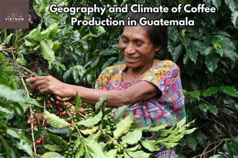 Coffee Production in Guatemala