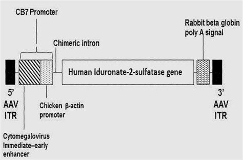 Gene Therapy For Treating Mucopolysaccharidosis Type Ii - Pioneering Minds