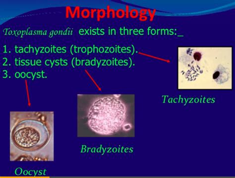 Toxoplasma Gondii Flashcards Quizlet