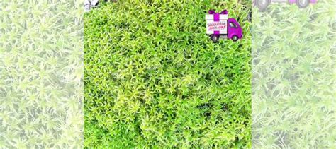 Мох сфагнум свежий, для растений, улиток, чистый купить в Санкт ...