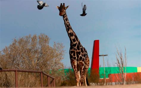 Bienvenido Benito Tras Una Larga Traves A La Jirafa Llega A Africam