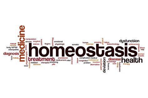 Homeostasis And Feedback Mechanism Teachhub