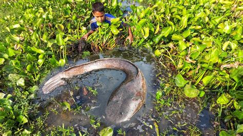 Awesome Village Hand Fishing Best Catching Many Catfish In Mud Water