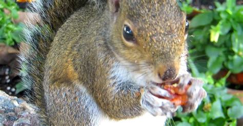 A Squirrel Eating Nuts Free Stock Video Footage, Royalty-Free 4K & HD ...