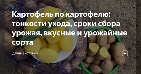 Картофель по картофелю: тонкости ухода, сроки сбора урожая, вкусные и ...