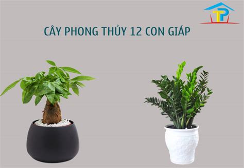 Cây phong thủy 12 con giáp hợp tuổi giúp gia chủ hút tài