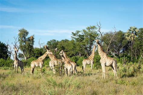 Abu Camp Botswana Luxus Safari In Afrika Elegant Travel