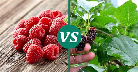 Mulberries Vs Raspberry Make Healthy Choices