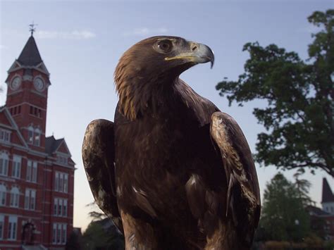 Auburn Football: To My Heart, WAR EAGLE!