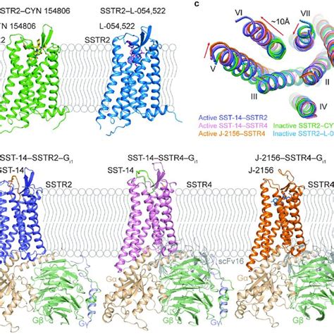 Pdf Structural Insights Into Ligand Recognition And Selectivity Of