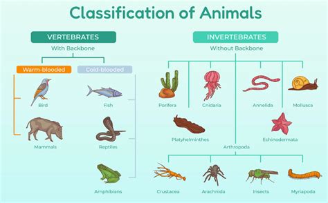 Língua Inglesa – Invertebrate animals (Animais invertebrados) – Conexão ...