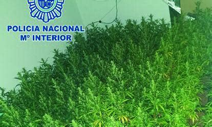 Golpe Al Cultivo De Marihuana Desmantelan Tres Plantaciones En Naves