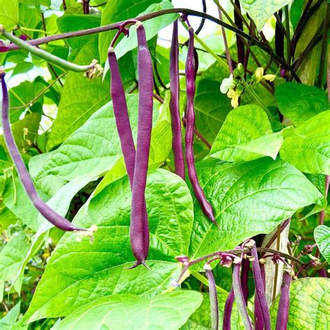 Royal Burgundy Bush Beans - Mountain Top Seed Bank