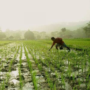 Maharashtra S Kharif Sowing Nears Completion Chinimandi