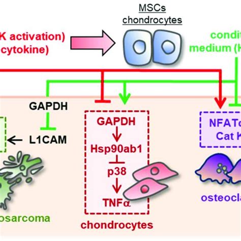 Schematic Diagram For The Putative Regulatory Mechanism With