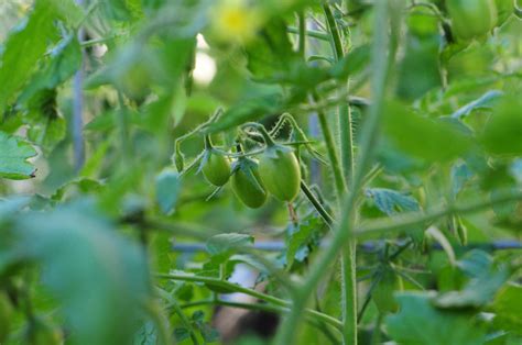 Winter tomatoes - a nice surprise! - Raised Urban Gardens