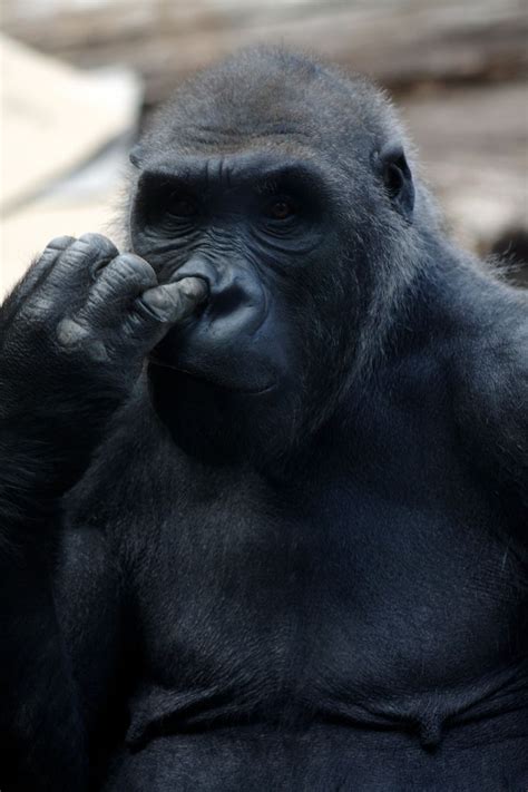 Gorilla, nose-picking | Nose picking, Gorilla, Nose