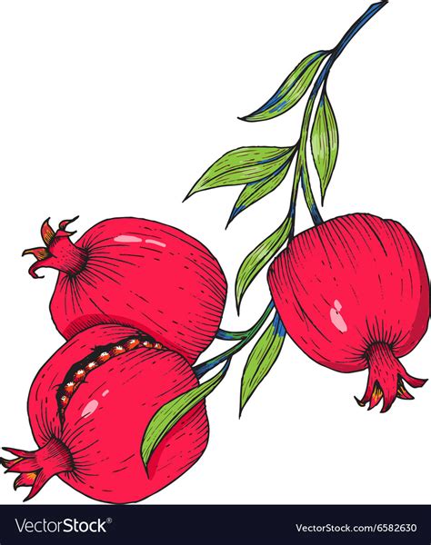 Hand Drawn Pomegranate Fruit Royalty Free Vector Image